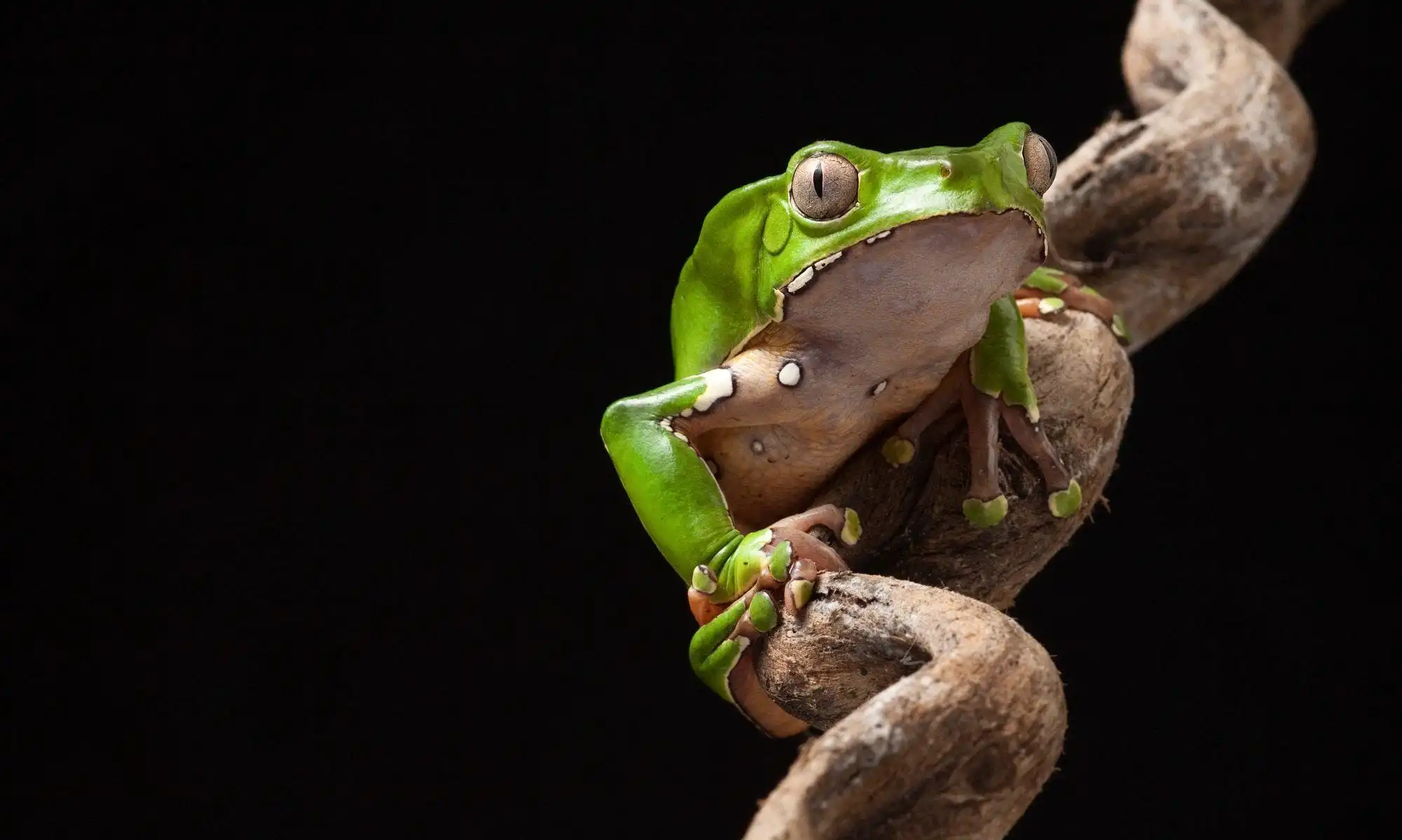 Een Phyllomedusa bicolor, de boomkikker waarmee de Kambo-traditie verbonden is